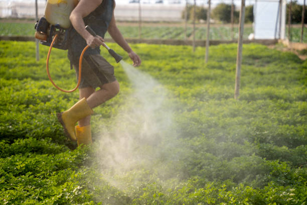 Wasp Removal Services in Marianna, FL