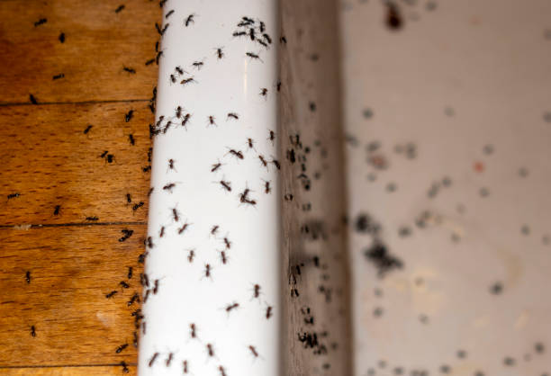 Best Residential Pest Control  in Marianna, FL